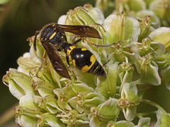 Eumenes coronatus