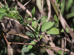 Amblytropidia australis
