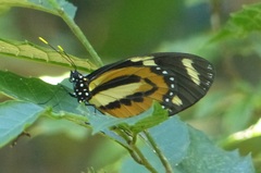 Lycorea halia discreta