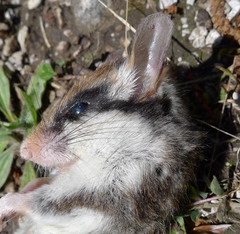 Eliomys quercinus