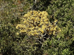 Handroanthus ochraceus