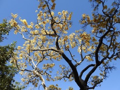 Handroanthus ochraceus