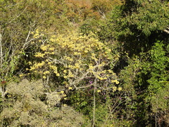 Handroanthus ochraceus