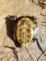 Trachemys scripta elegans