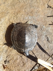 Trachemys scripta elegans