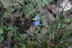 Aegonychon zollingeri