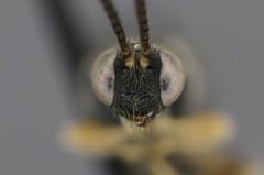 Leurus caeruliventris