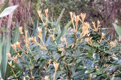 Lyonia ferruginea