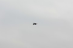 Ardea cinerea