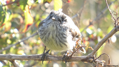 Anairetes parulus parulus