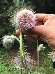 Cirsium subuliforme