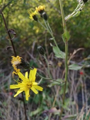 Hieracium sabaudum