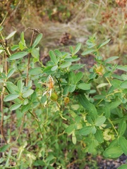 Hypericum perforatum