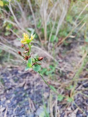 Hypericum
