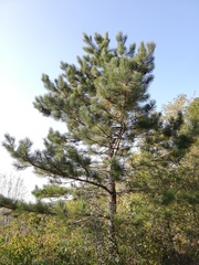 Pinus