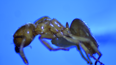 Lasius brevicornis