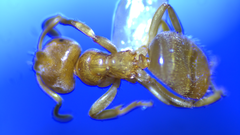 Lasius brevicornis