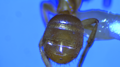Lasius brevicornis