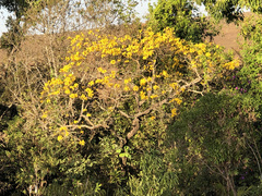 Handroanthus ochraceus