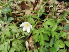 Anemonoides nemorosa