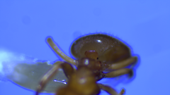 Lasius brevicornis