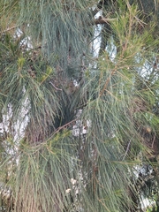 Casuarina equisetifolia