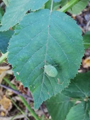 Palomena prasina