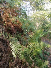 Pteridium aquilinum