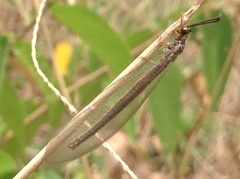 Myrmeleon
