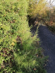Tamarix