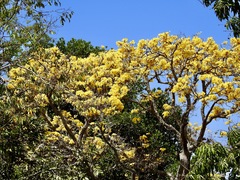 Handroanthus ochraceus