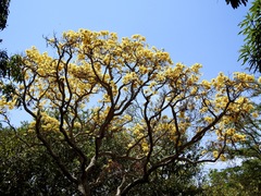 Handroanthus ochraceus
