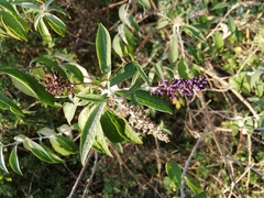 Buddleja davidii