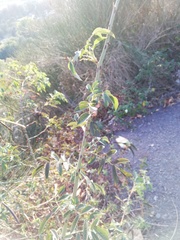Rosa canina