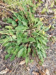 Centaurea jacea