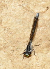 Pseudagrion furcigerum
