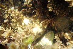 Lepidoblennius haplodactylus