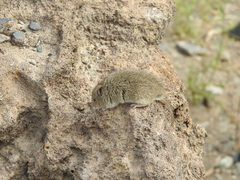 Abrothrix andina