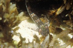 Lepidoblennius haplodactylus