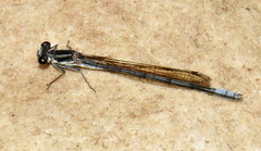 Pseudagrion furcigerum