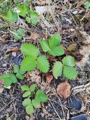 Fragaria vesca