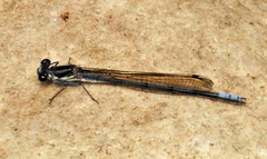 Pseudagrion furcigerum