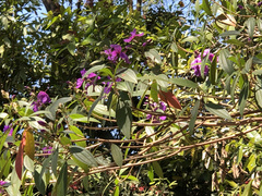 Pleroma semidecandrum