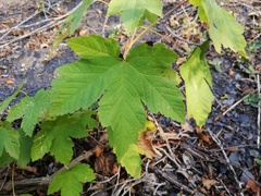Acer pseudoplatanus