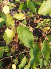 Carpinus betulus