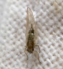 Triozidae