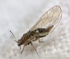 Triozidae