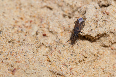 Peritrechus geniculatus