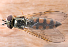 Platycheirus clypeatus