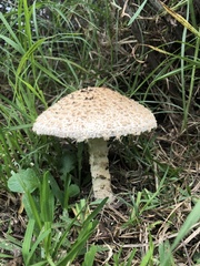 Saproamanita foetidissima